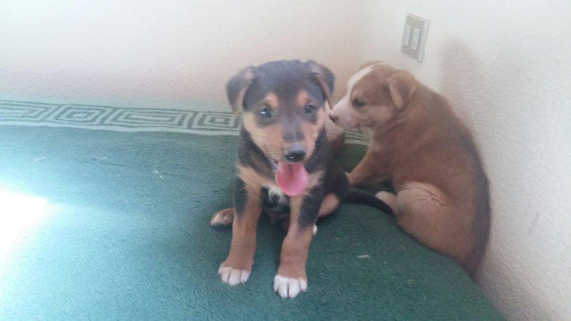 CACHORROS Y MAMI CACHORROS Y MAMI