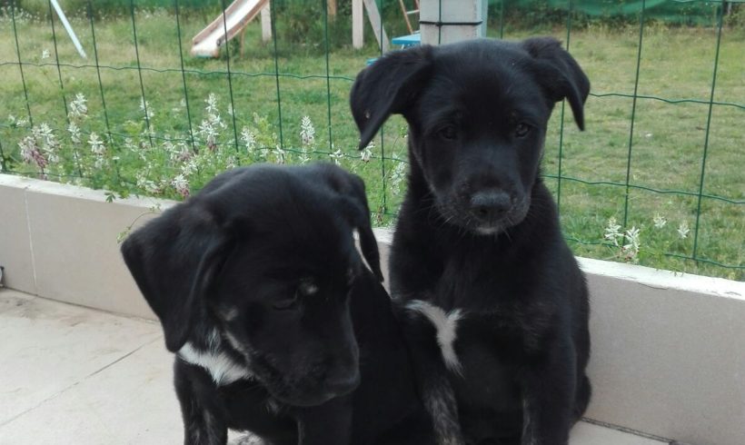 CACHORROS CRUCE LABRADOR CACHORROS CRUCE LABRADOR