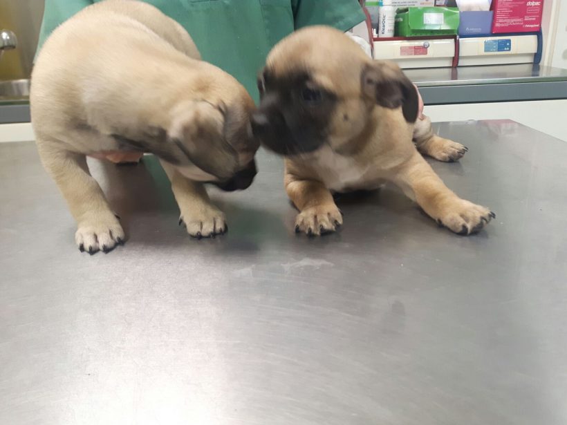 CACHORROS CRUCE BULL DOG FRANCES