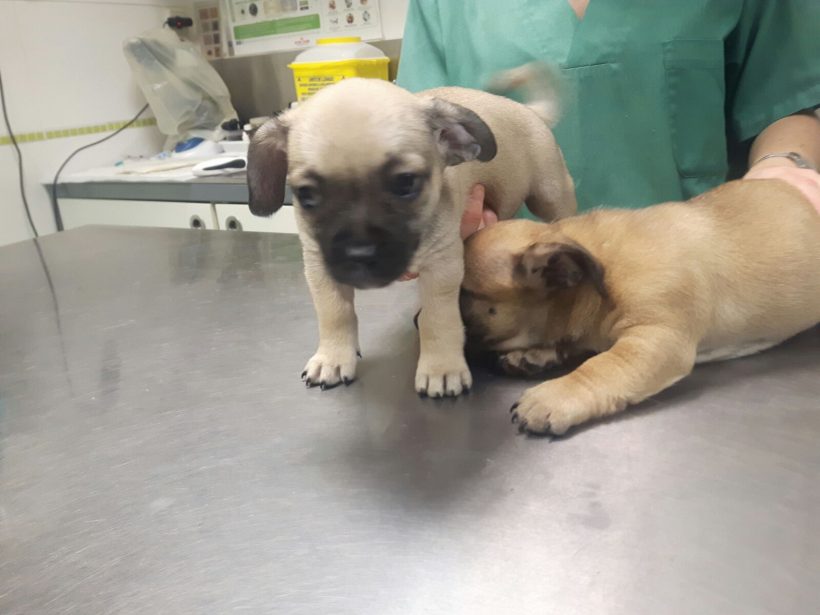 CACHORROS CRUCE BULL DOG FRANCES