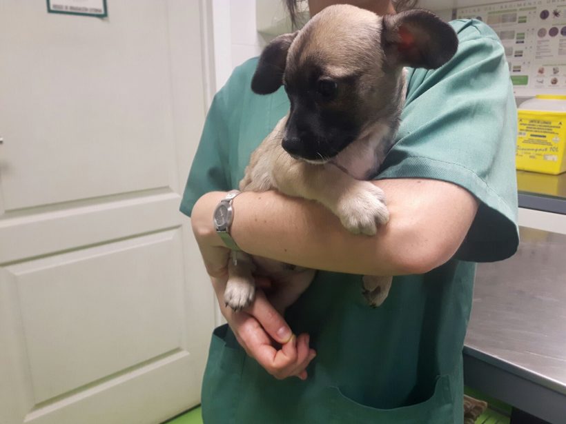 CACHORROS CRUCE BULL DOG FRANCES