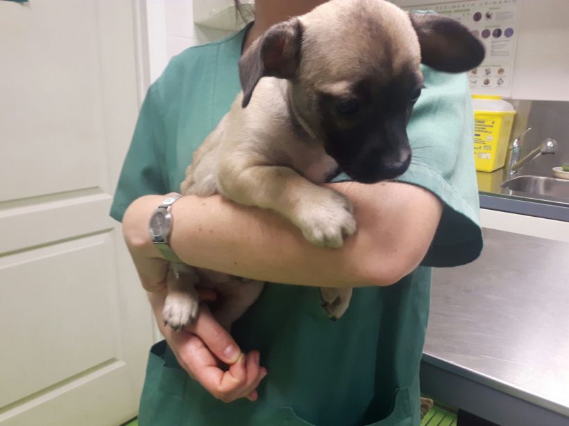 CACHORROS CRUCE BULL DOG FRANCES