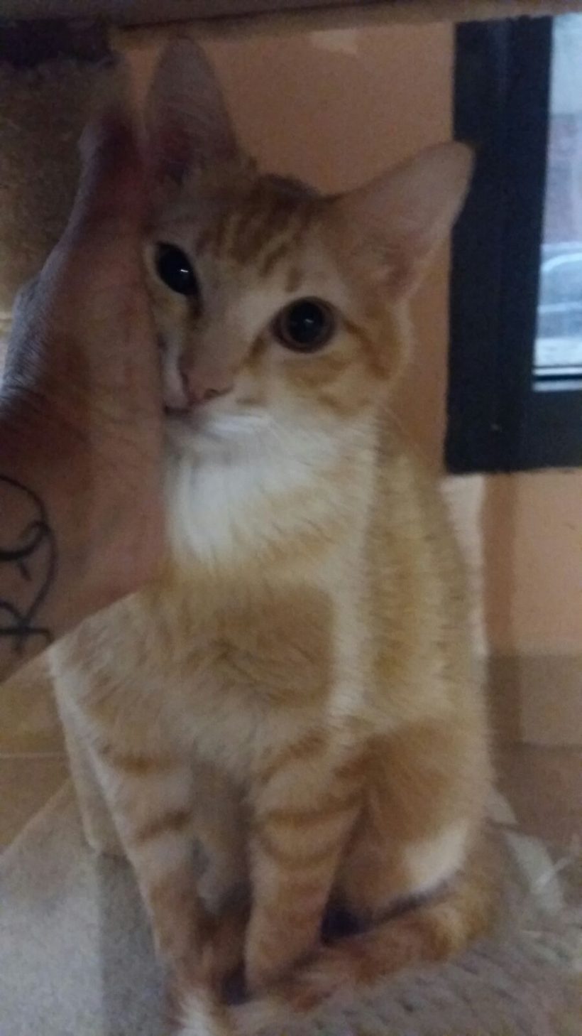 BARBARROJA BARBARROJA