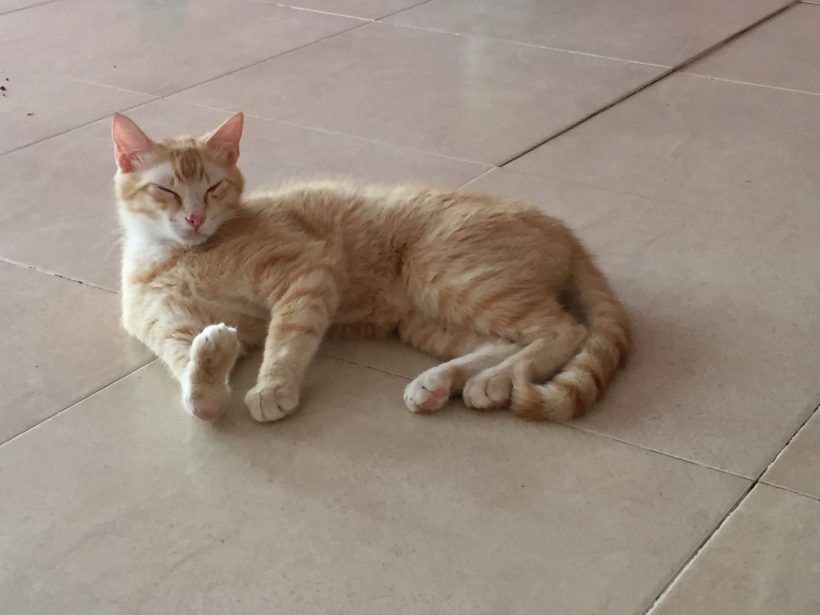 BARBARROJA BARBARROJA