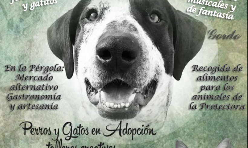 3er Festival de la Adopción de Huellas Callejeras para Castellón 2017 3er Festival de la Adopción de Huellas Callejeras para Castellón 2017
