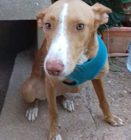 MIEL EN ADOPCIÓN