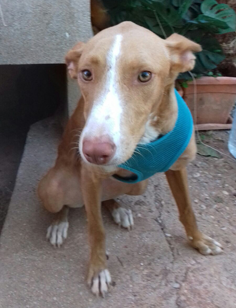 MIEL EN ADOPCIÓN MIEL EN ADOPCIÓN