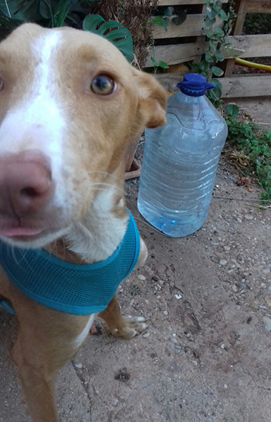 MIEL EN ADOPCIÓN MIEL EN ADOPCIÓN