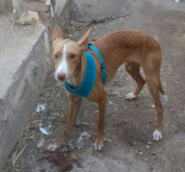 MIEL EN ADOPCIÓN MIEL EN ADOPCIÓN