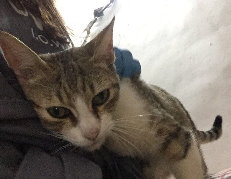 PEPÍN EN ADOPCIÓN PEPÍN EN ADOPCIÓN