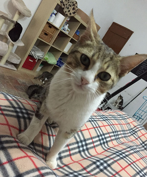 PEPÍN EN ADOPCIÓN PEPÍN EN ADOPCIÓN