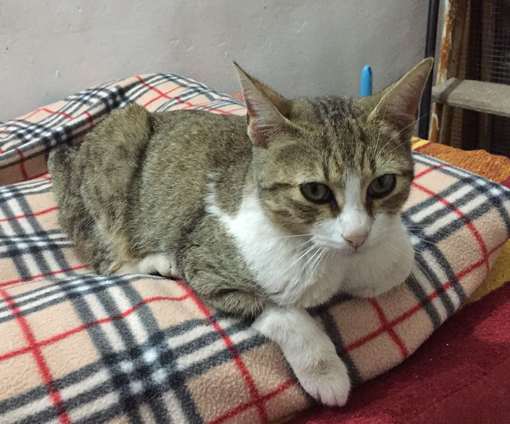 PEPÍN EN ADOPCIÓN PEPÍN EN ADOPCIÓN