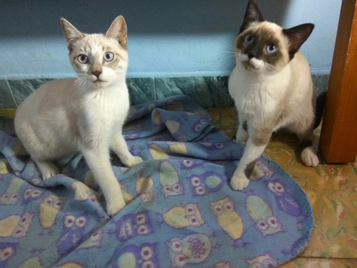 Pingo and Miércoles – The domino effect