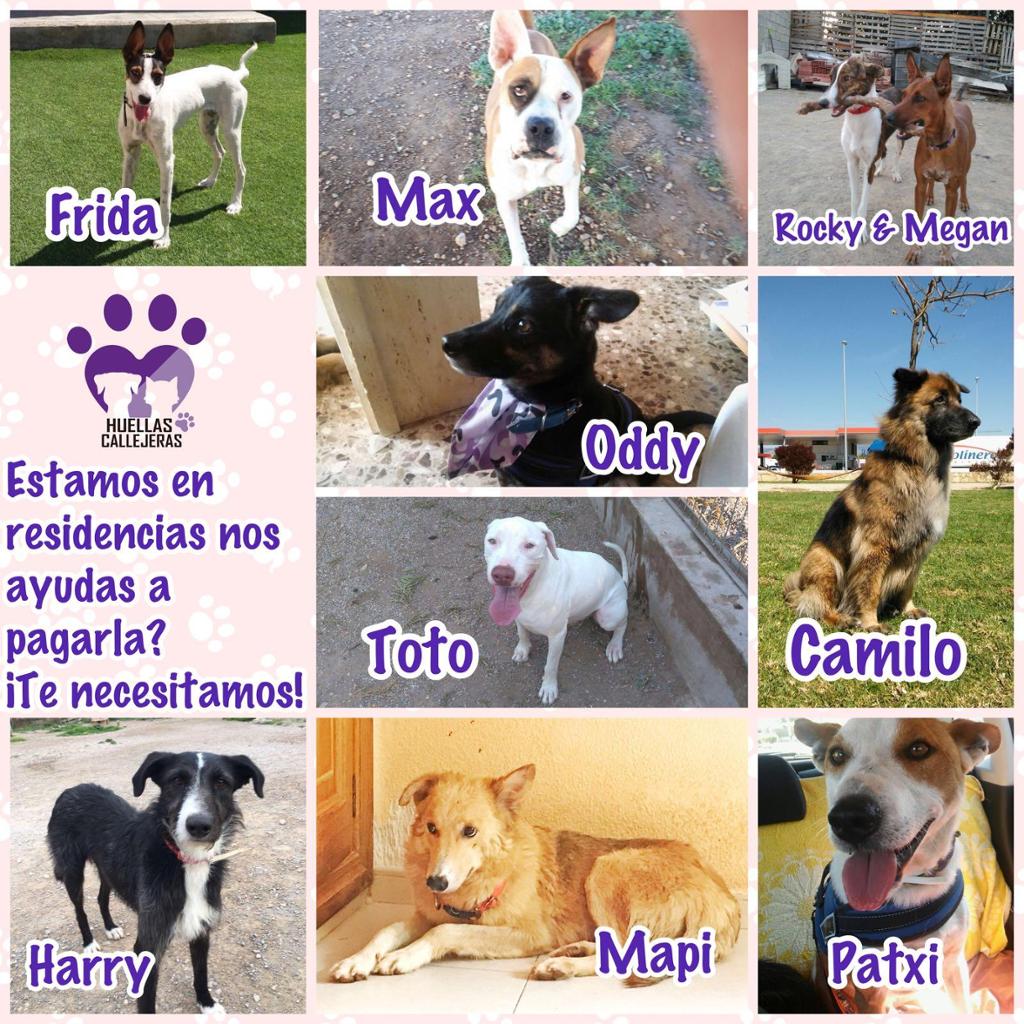 Corremos por los protegidos de HC Corremos por los protegidos de HC