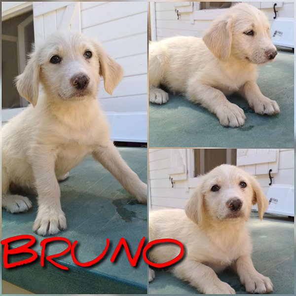BRUNO BRUNO