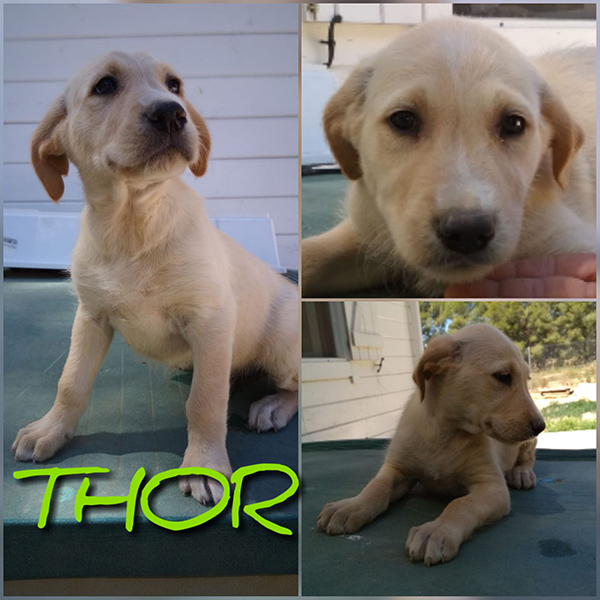 THOR