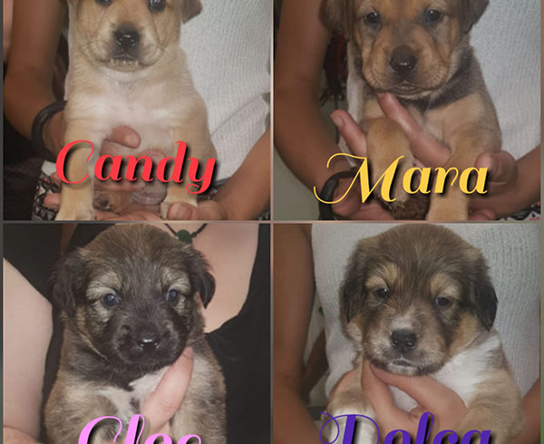 CAMADA PERRITOS CRUCE MASTÍN CAMADA PERRITOS CRUCE MASTÍN