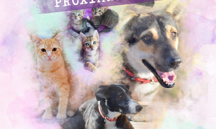 4º FESTIVAL DE LA ADOPCIÓN