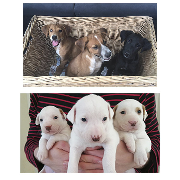 calendario-solidario-2021-bolsillo-1