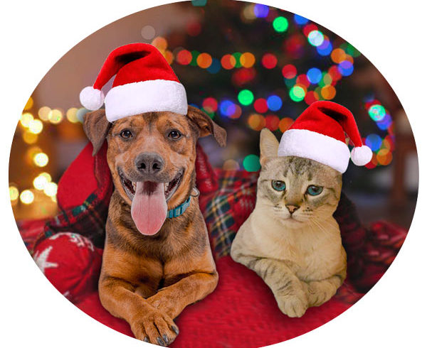 III Concurso Navideño de Fotografía «Tu amigo de 4 patas» III Concurso Navideño de Fotografía «Tu amigo de 4 patas»