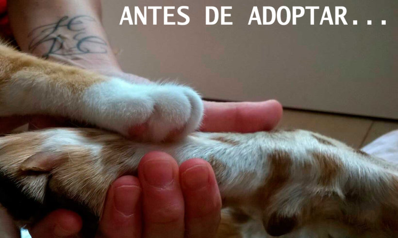 PASOS PREVIOS A LA ADOPCIÓN DE UN PERRO O UN GATO