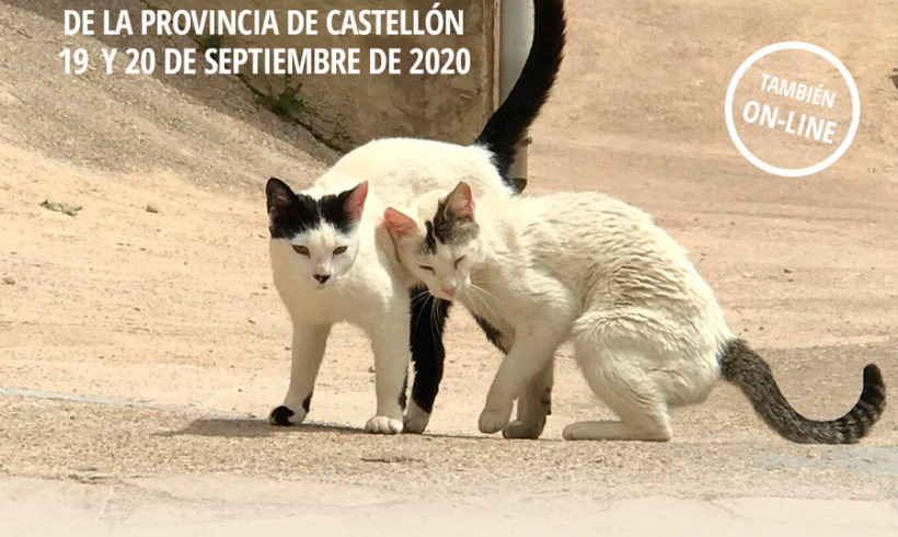 II Jornada Felina de Castellón II Jornada Felina de Castellón