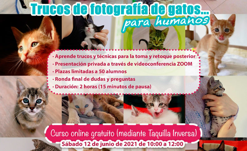 CURSO ONLINE – Trucos de fotografía de gatos para humanos CURSO ONLINE – Trucos de fotografía de gatos para humanos
