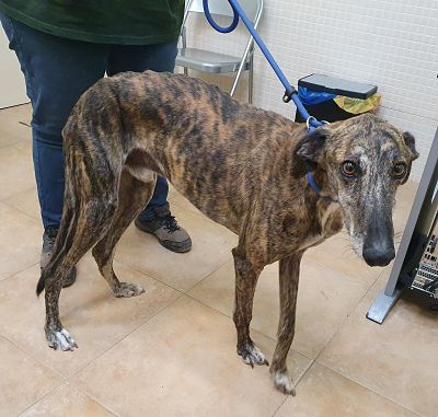 P1505 – DOLÇ P1505 – DOLÇ