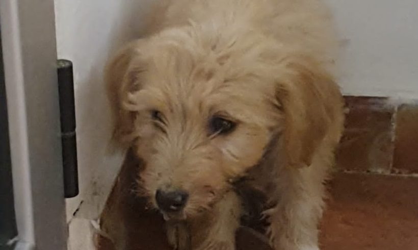 P1510 – PIPO P1510 – PIPO