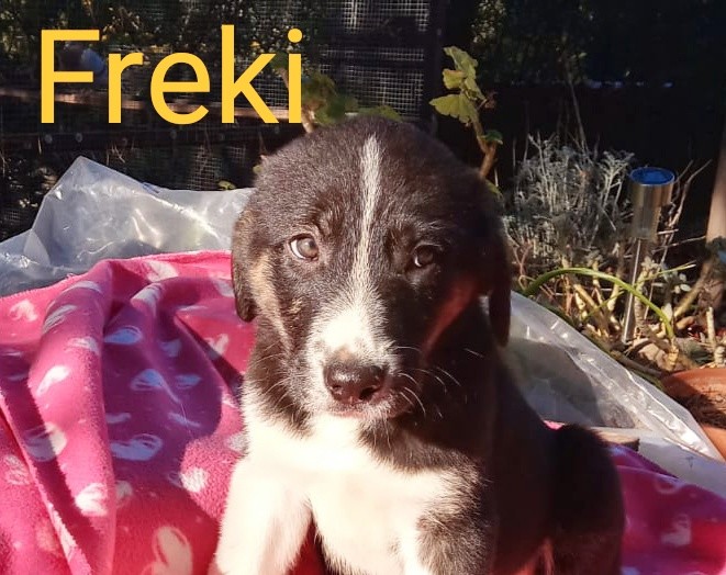FREKI FREKI