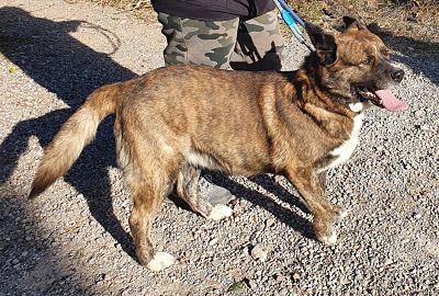 P1566 – SIMÓN P1566 – SIMÓN