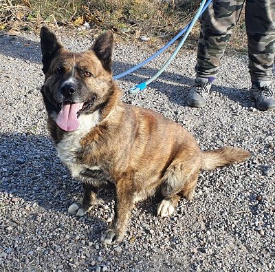 P1566 – SIMÓN P1566 – SIMÓN