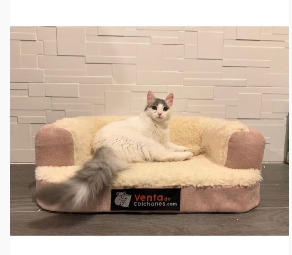 cama-para-gato-ventadecolchones-sorteo-codigo-descuento-huellascallejeras