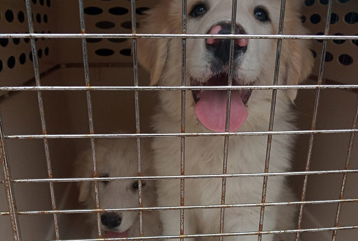 MESTIZOS BARRANCO ALCORA