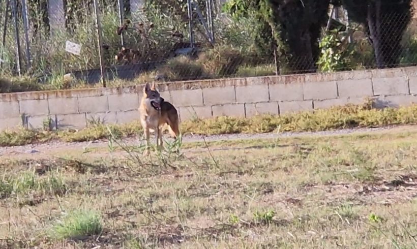 Animal perdido o abandonado a la vista ¿qué hacer?.