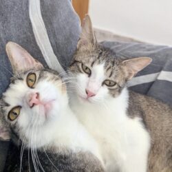PEDRO y PABLO