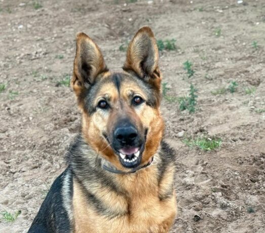 P1996 – DARA P1996 – DARA