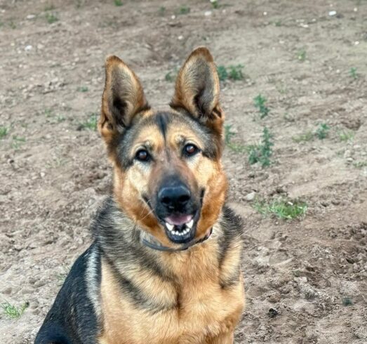 P1996 – DARA P1996 – DARA