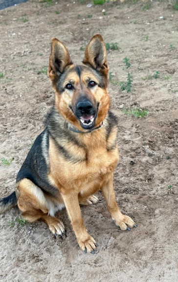 P1996 – DARA P1996 – DARA