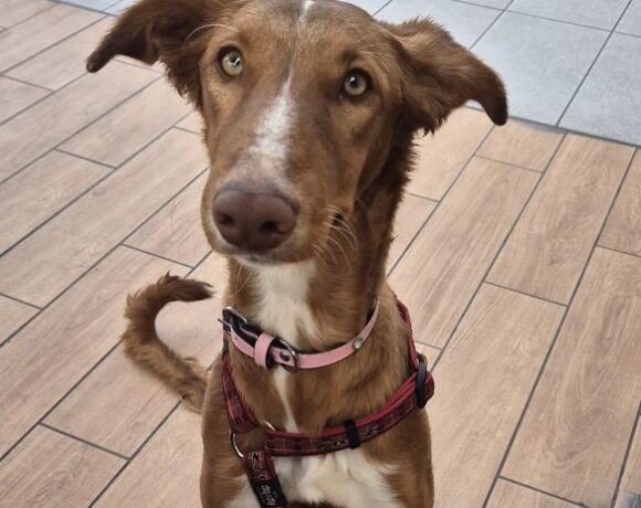 P2033 – CHLOE P2033 – CHLOE