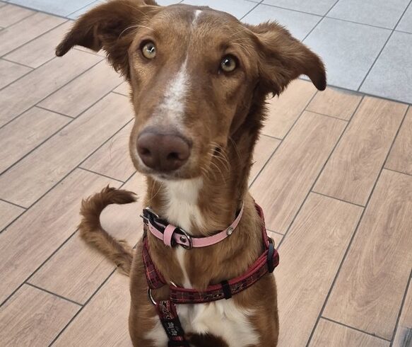 P2033 – CHLOE P2033 – CHLOE