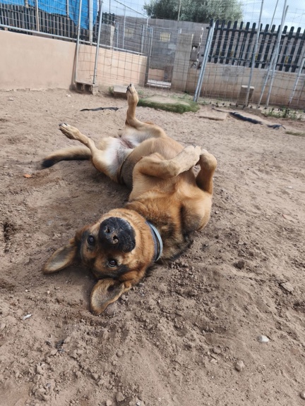 P1996 – DARA P1996 – DARA