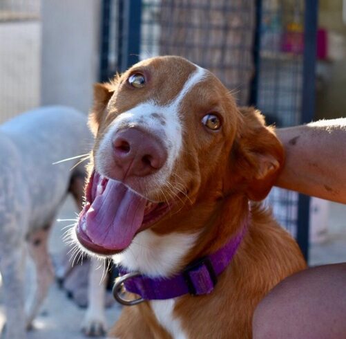 P2031 – DON P2031 – DON