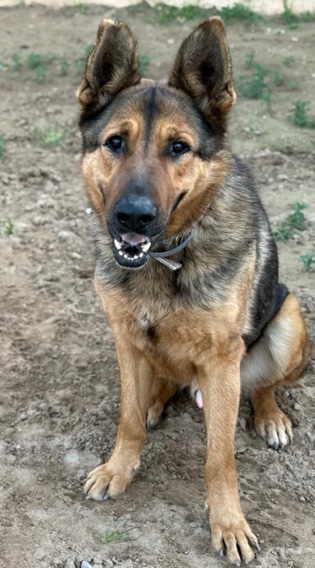 P1995 – LOBO P1995 – LOBO