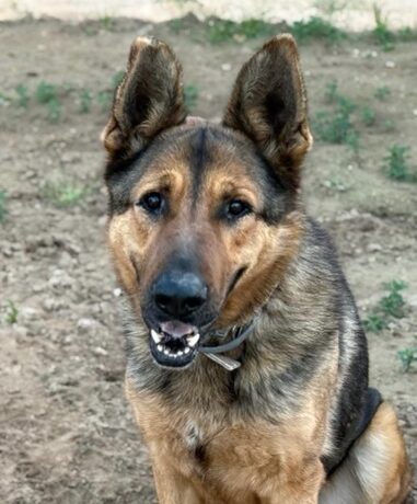 P1995 – LOBO P1995 – LOBO