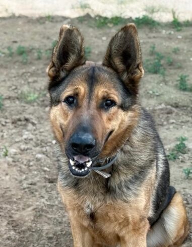 P1995 – LOBO P1995 – LOBO