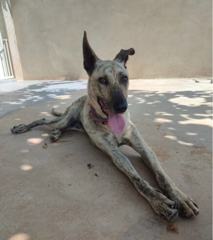 P1397 – NICO P1397 – NICO