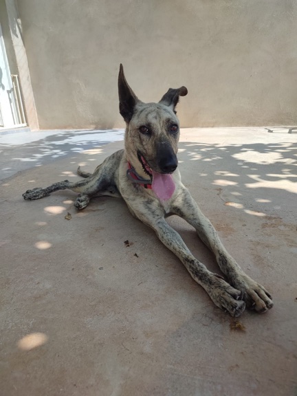 P1397 – NICO P1397 – NICO