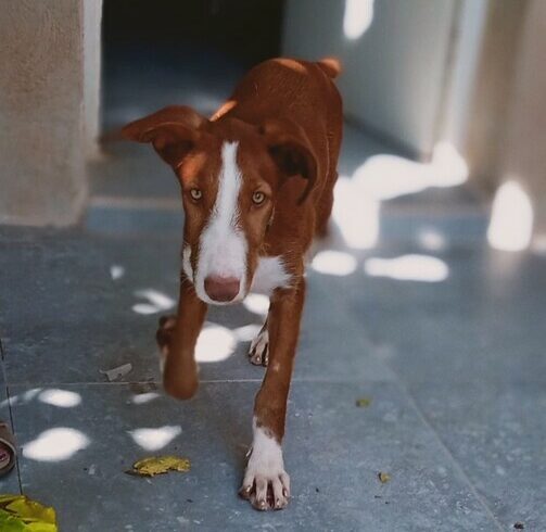 P2054 – RON P2054 – RON