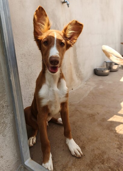 P2053 – SABIN P2053 – SABIN